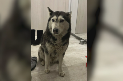 Петиция заради прегазеното куче изкарва хиляди на протест?