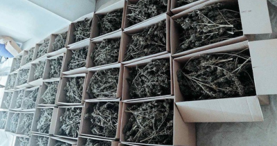 Ченгета иззеха 150 килограма марихуана, двама са задържани