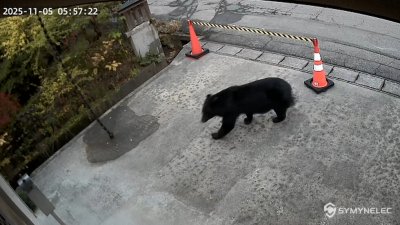 Мечка се разходи край музей в Япония