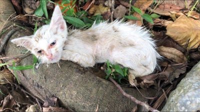 63-годишен грък е глобен с 1,7 млн. евро за жестокост към животни 