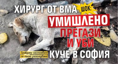 ШОК: Хирург от ВМА умишлено прегази и уби куче в София