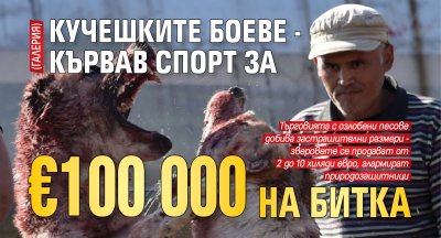 Кучешките боеве - кървав спорт за €100 000 на битка (ГАЛЕРИЯ)