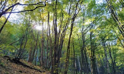 След 17 години: Съдът на ЕС осъди България за евтините "заменки" на горски земи