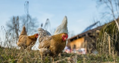 В Испания забраниха отглеждането на птици на открито