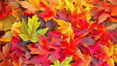 Пролет през ноември, термометрите скачат до 20 градуса