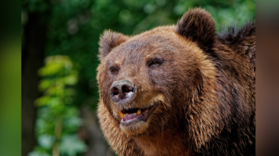 Внимавайте! Мечка кръстосва улиците на Карлово (ВИДЕО)