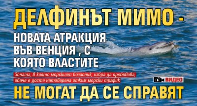 Делфинът Мимо - новата атракция във Венция, с която властите не могат да се справят (ВИДЕО)