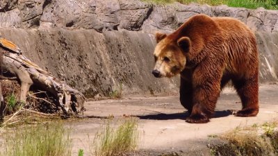 Мъжът на Алена осиновява мечока Тони