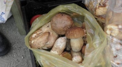 Природата е богата на диворастящи гъби по това време на