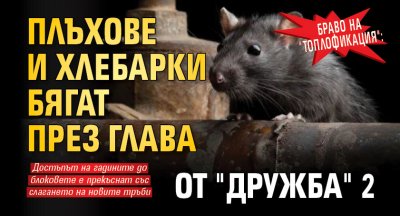 Браво на "Топлофикация": Плъхове и хлебарки бягат през глава от "Дружба" 2