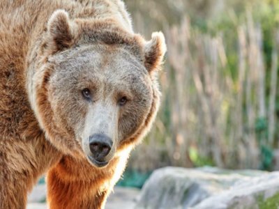 Село е на тръни заради мечки