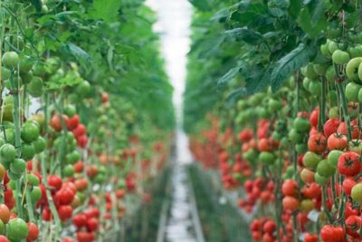 Високо, високо: Цените на зеленуците скачат стремглаво, а причината не е еврото