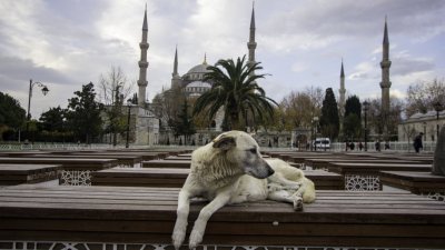 Издадоха забрана за хранене на бездомните кучета в Истанбул