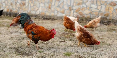 Птичият грип крие риск от пандемия, по-лоша от КОВИД-19