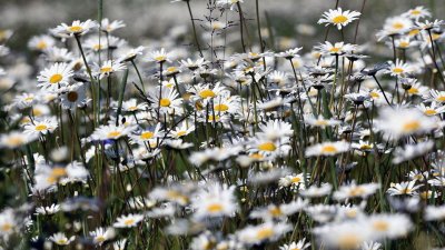 Какви са ползите от лайката и как да я употребявате?