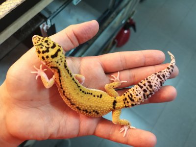 Удар за милиони: Митничари разкриха контрабанда на екзотични животни и корали