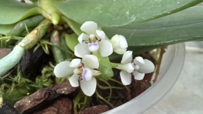 Рядка орхидея цъфна в Ботаническата градина