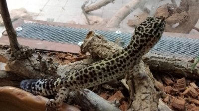 Терариумът в Минерални бани се напълни с контрабандни екзотични животни