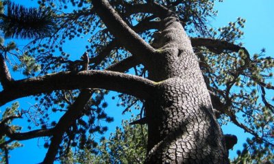 "Чукай на дърво" - какво се крие зад суеверието?