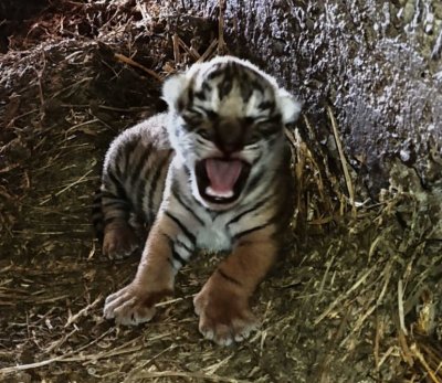 Бенгалско тигърче се роди в зоопарка в Стара Загора (ФОТО)