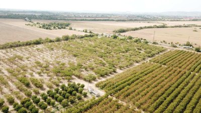 УЖАС: Черната златка унищожава овошките в България