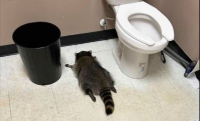 Енот „обра“ магазин за алкохол във Вирджиния и се напи със скоч