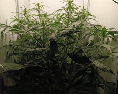 Полицаи се натъкнаха на два кашона с марихуана в апартамент в Казанлък