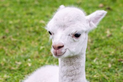 Бебе алпака се роди в зоопарка в Софийския зоопарк