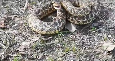 Уловиха усойница в центъра на български град