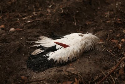 Испанските власти са открили четири огнища на птичи грип при