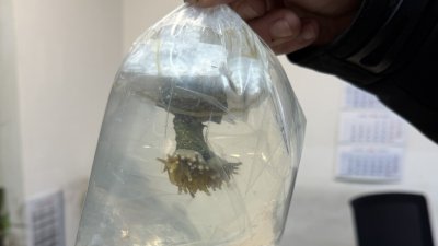 Пет екзотични живи корала укрити в товарното помещение на автобус