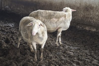 Чума мори овцете в Хърватия