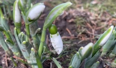 Кокичета изненадаха жителите на Смолян като разцъфтяха в градините още