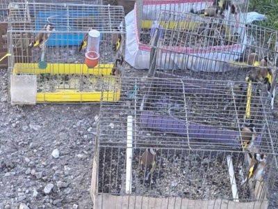 Контрабанда: Спипаха да продават щиглеци и диви канарчета на пазар в Пловдив