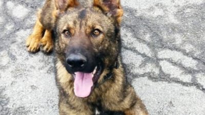 Пес патрул надушил марихуаната на ГКПП „Малко Търново“