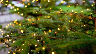 Гринч открадна коледна елха в Радомир