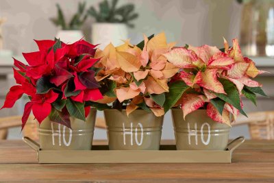 Топ съвети за грижа за коледната звезда