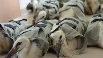 17 увредени щъркели намериха нов дом в Италия