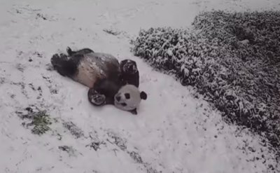 Панди се пързалят и лудуват в Китай на -20 градуса (ВИДЕО)