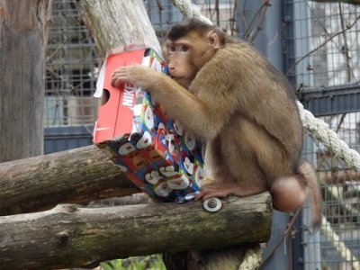 Маймунките в столичния зоопарк отвориха коледни подаръци