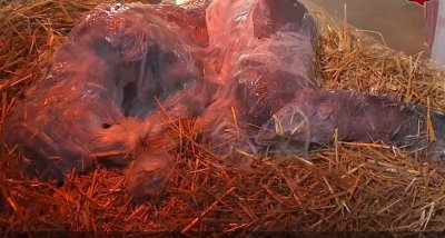 Държавната телевизия на Германия АРД излъчи на Бъдни вечер странна