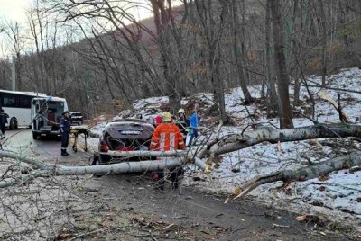 Шефката на парк "Витоша": Смъртта на жената е нелеп инцидент, дървото не е маркирано като опасно 
