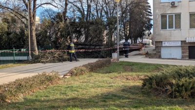 Голямо иглолистно дърво падна в централната част на Перник Инцидентът