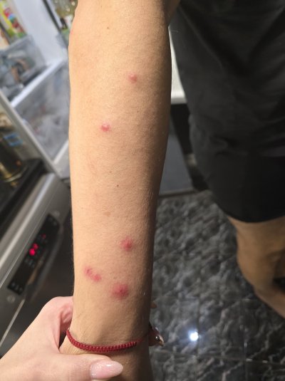 Жестока инфестация с дървеници тресе в паника хотелиери в цялата