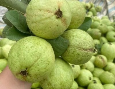 Тропически плод помага в борбата с рака на черния дроб