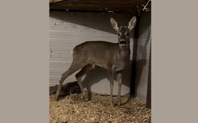 Спасиха сърна, нахапана от хищници край Аркутино