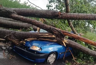 Майка на две деца загина, след като дърво падна върху колата им на Витоша