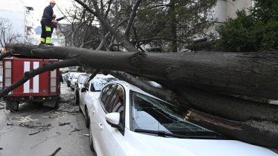 Заради бурния вятър огромно дърво рухна върху автомобил в столицата