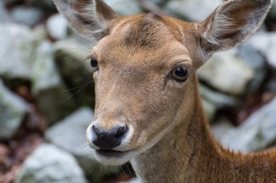 Разследват убийството на кошута в Ямболско