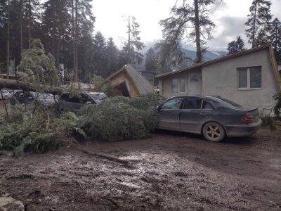 Силният вятър прекърши борове в курорта Боровец съобщи Meteo Bulgaria